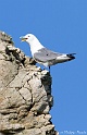 Mouette tridactyle 0246_wm